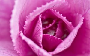 Preview wallpaper pink cabbage, cabbage, petals, pink, macro, closeup