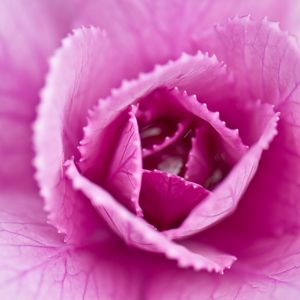 Preview wallpaper pink cabbage, cabbage, petals, pink, macro, closeup