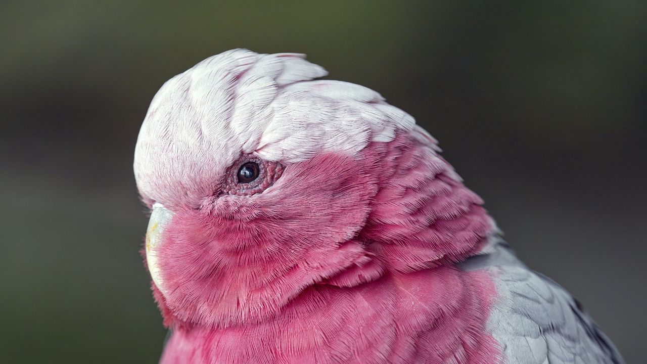 Wallpaper pink cockatoo, cockatoo, parrot, bird