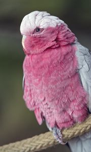Preview wallpaper pink cockatoo, cockatoo, parrot, bird