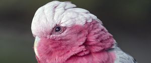 Preview wallpaper pink cockatoo, cockatoo, parrot, bird