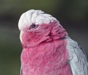 Preview wallpaper pink cockatoo, cockatoo, parrot, bird