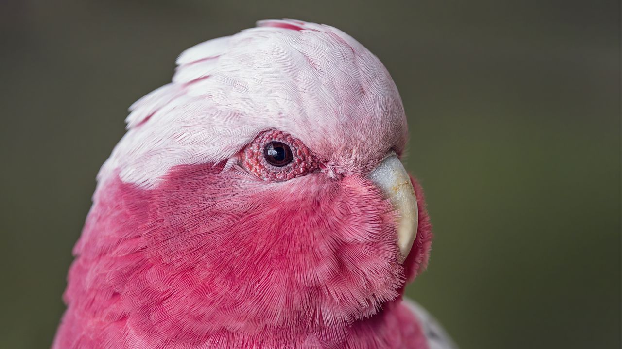 Wallpaper pink cockatoo, cockatoo, parrot, bird, feathers, pink