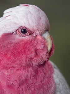 Preview wallpaper pink cockatoo, cockatoo, parrot, bird, feathers, pink