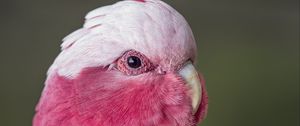 Preview wallpaper pink cockatoo, cockatoo, parrot, bird, feathers, pink
