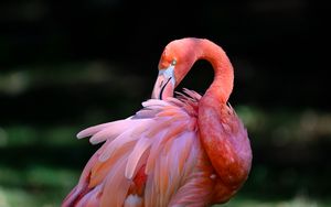 Preview wallpaper pink flamingo, flamingo, bird, beak, feathers, pink