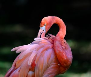 Preview wallpaper pink flamingo, flamingo, bird, beak, feathers, pink