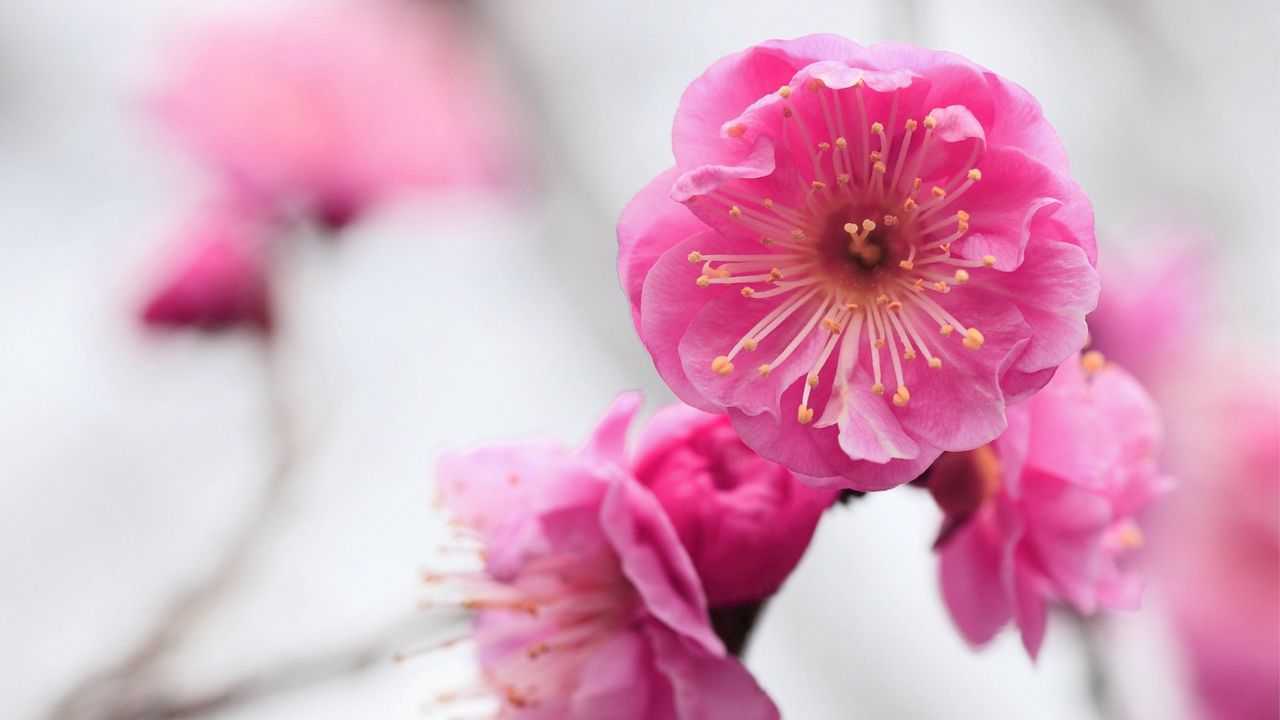 Wallpaper pink, flowers, branch, apricot, blossom, close-up