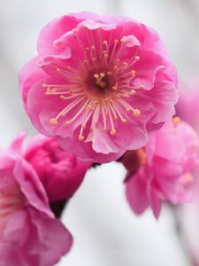 Preview wallpaper pink, flowers, branch, apricot, blossom, close-up