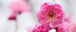 Preview wallpaper pink, flowers, branch, apricot, blossom, close-up