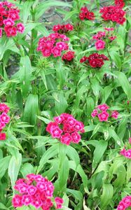 Preview wallpaper pinks, garden, flowerbed, grid, green