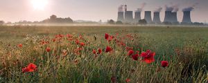 Preview wallpaper pipe, poppies, field