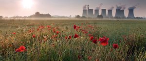 Preview wallpaper pipe, poppies, field