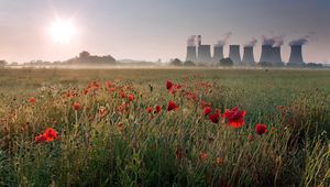 Preview wallpaper pipe, poppies, field