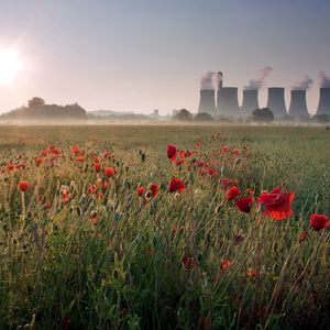 Preview wallpaper pipe, poppies, field