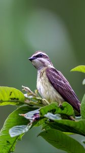 Preview wallpaper piratic flycatcher, bird, leaves, wildlife