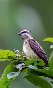 Preview wallpaper piratic flycatcher, bird, leaves, wildlife