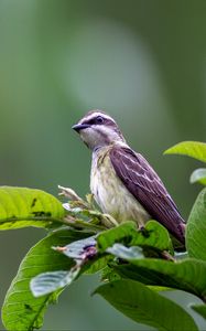 Preview wallpaper piratic flycatcher, bird, leaves, wildlife