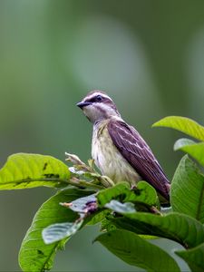 Preview wallpaper piratic flycatcher, bird, leaves, wildlife