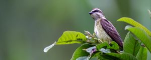 Preview wallpaper piratic flycatcher, bird, leaves, wildlife