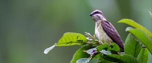 Preview wallpaper piratic flycatcher, bird, leaves, wildlife