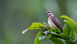 Preview wallpaper piratic flycatcher, bird, leaves, wildlife