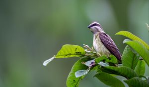 Preview wallpaper piratic flycatcher, bird, leaves, wildlife