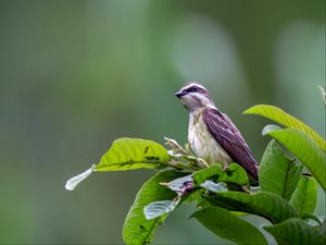 Preview wallpaper piratic flycatcher, bird, leaves, wildlife