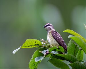 Preview wallpaper piratic flycatcher, bird, leaves, wildlife