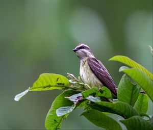 Preview wallpaper piratic flycatcher, bird, leaves, wildlife