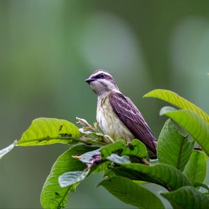 Preview wallpaper piratic flycatcher, bird, leaves, wildlife