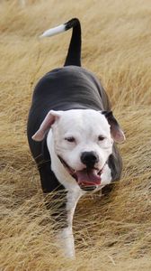 Preview wallpaper pit bull, dog, grass, walk