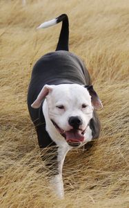 Preview wallpaper pit bull, dog, grass, walk