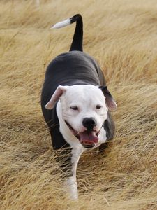 Preview wallpaper pit bull, dog, grass, walk