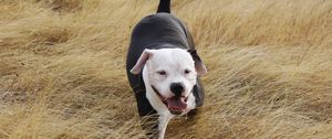 Preview wallpaper pit bull, dog, grass, walk