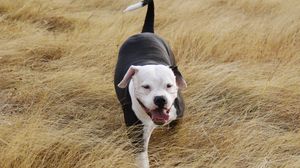 Preview wallpaper pit bull, dog, grass, walk