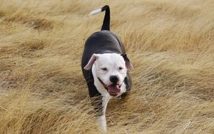 Preview wallpaper pit bull, dog, grass, walk