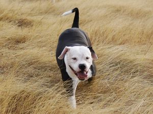 Preview wallpaper pit bull, dog, grass, walk