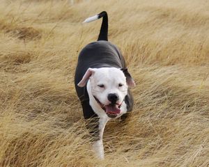 Preview wallpaper pit bull, dog, grass, walk