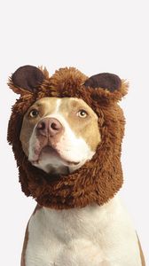 Preview wallpaper pit bull, dog, hat, cool, funny