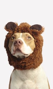 Preview wallpaper pit bull, dog, hat, cool, funny