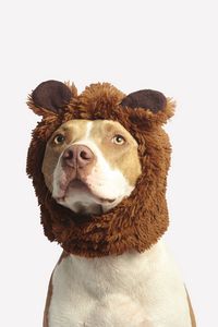 Preview wallpaper pit bull, dog, hat, cool, funny