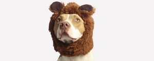 Preview wallpaper pit bull, dog, hat, cool, funny