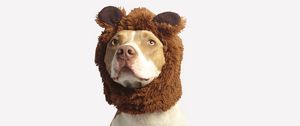 Preview wallpaper pit bull, dog, hat, cool, funny