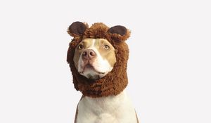 Preview wallpaper pit bull, dog, hat, cool, funny