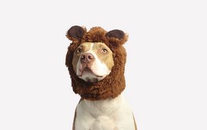 Preview wallpaper pit bull, dog, hat, cool, funny