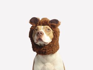 Preview wallpaper pit bull, dog, hat, cool, funny