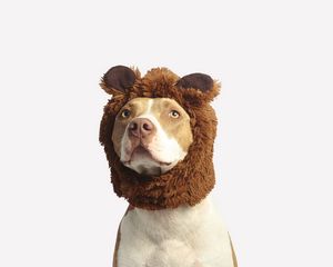 Preview wallpaper pit bull, dog, hat, cool, funny