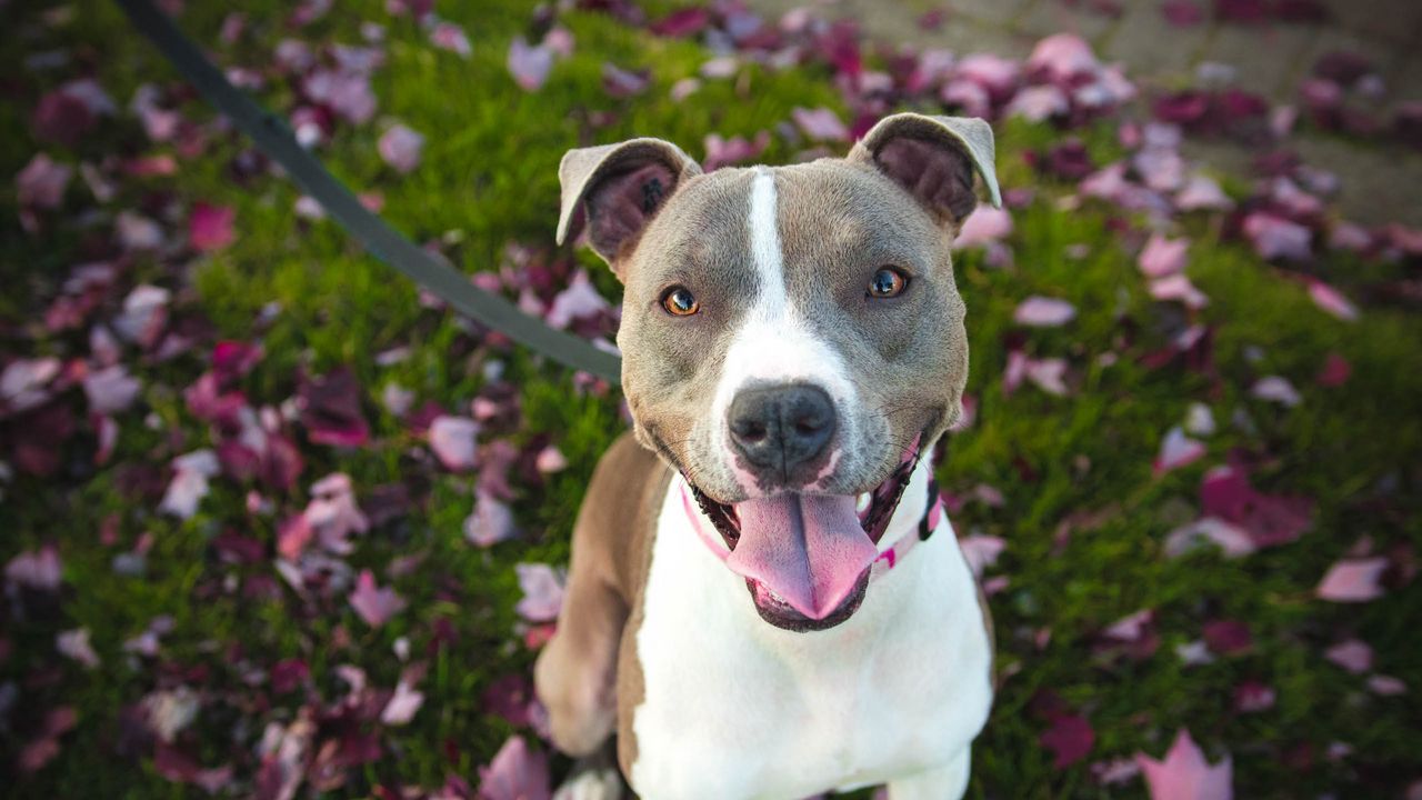 Wallpaper pit bull, dog, pit bull terrier, walk