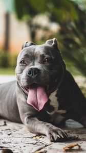 Preview wallpaper pit bull, dog, protruding tongue, muzzle